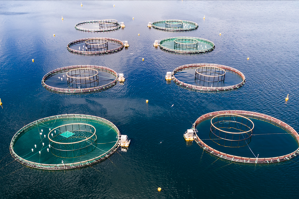 Kültür Balıkçılığı Nedir?